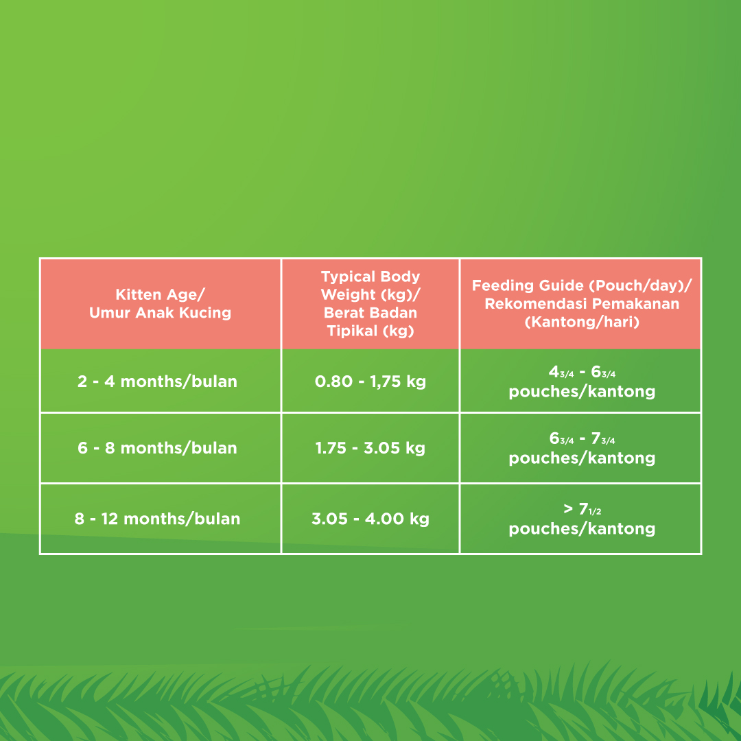 KiteKat Pouch Junior Chicken Salmon Wet Cat Food Makanan Anak Kucing 70gr - Image 4